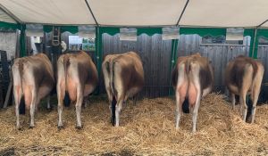 ZF Jersey Blackston SHELI von Ah Fredy Giswil A82